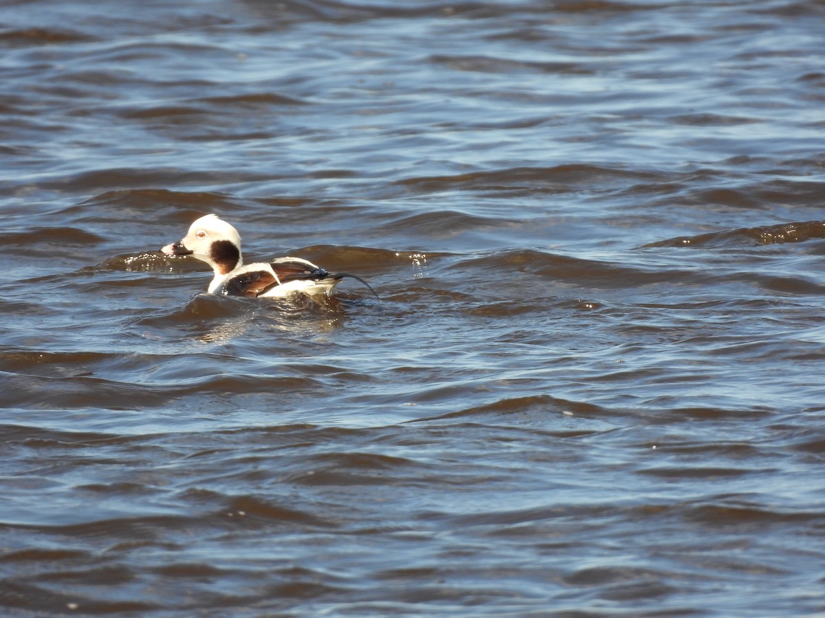 Long-tailed Duck - ML617576170