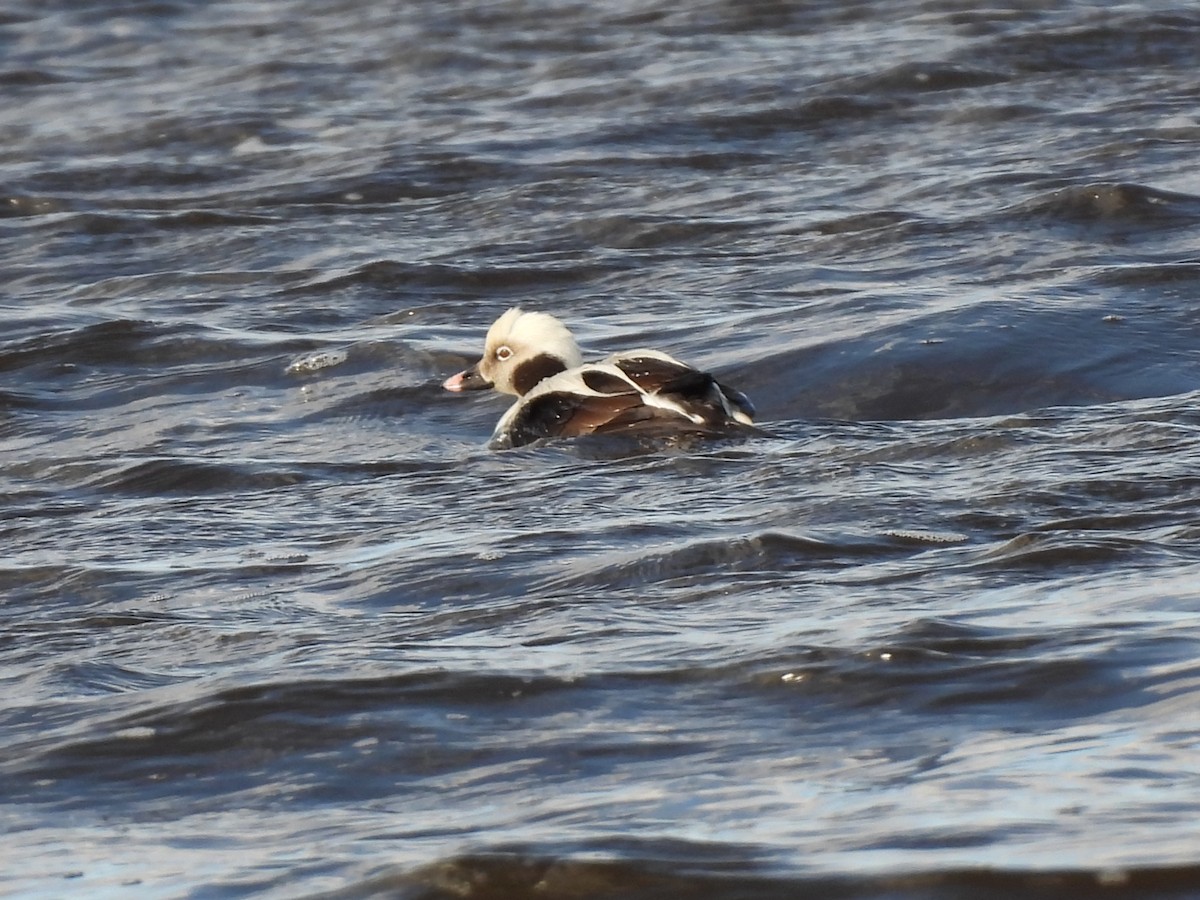 Long-tailed Duck - Rhonda Langelaan