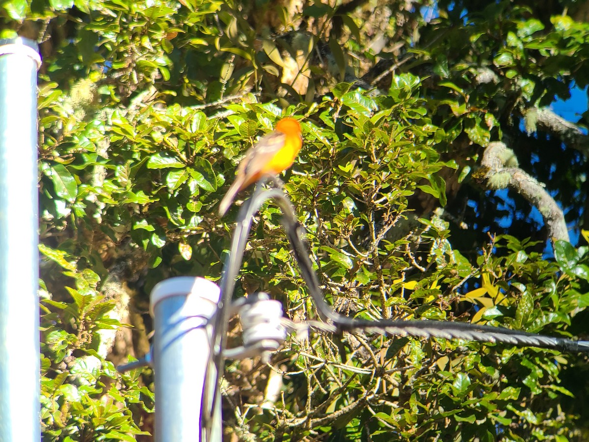 Flame-colored Tanager - ML617576186