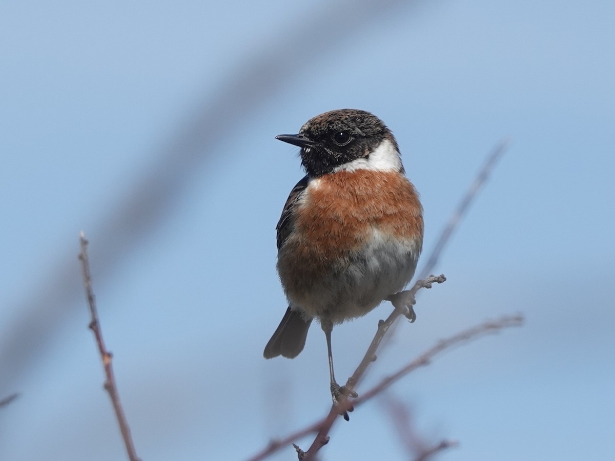 European Stonechat - Andy Ryde