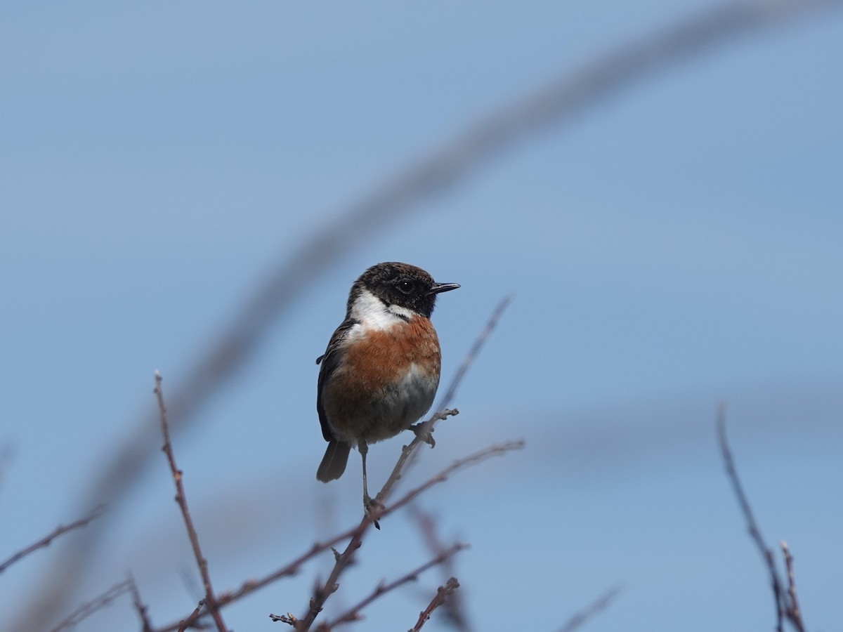 European Stonechat - Andy Ryde