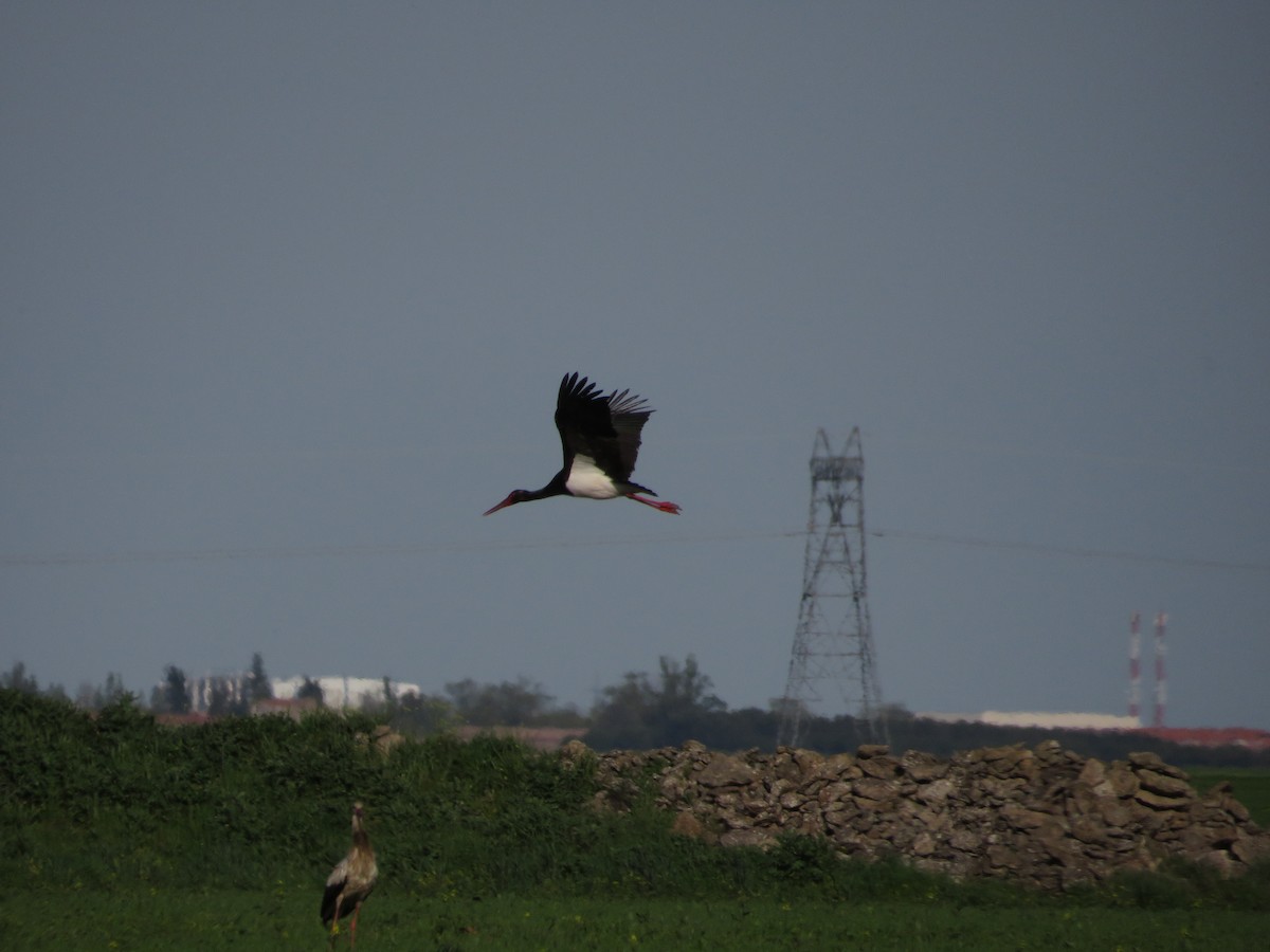 Black Stork - ML617576285