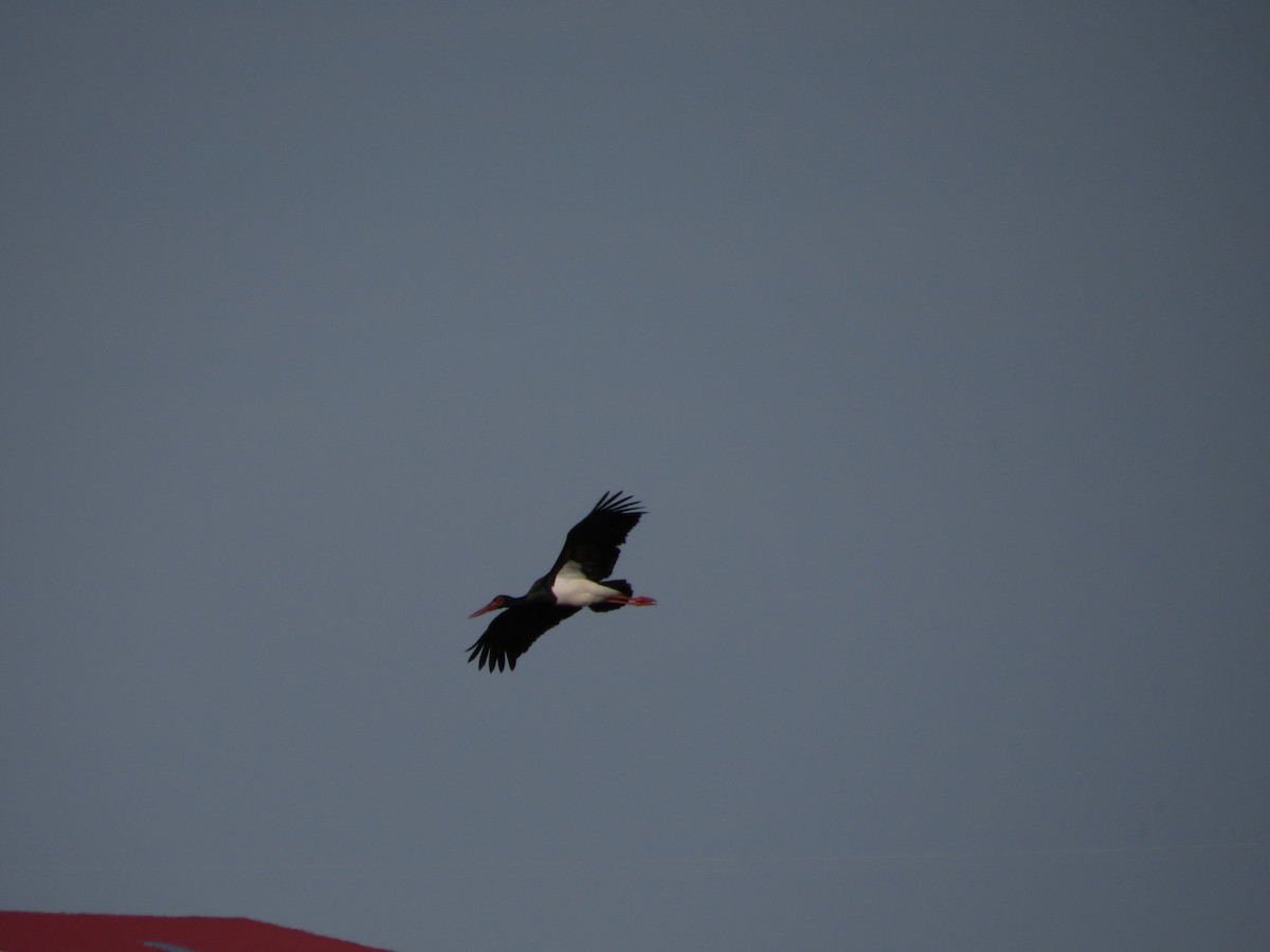 Black Stork - ML617576286