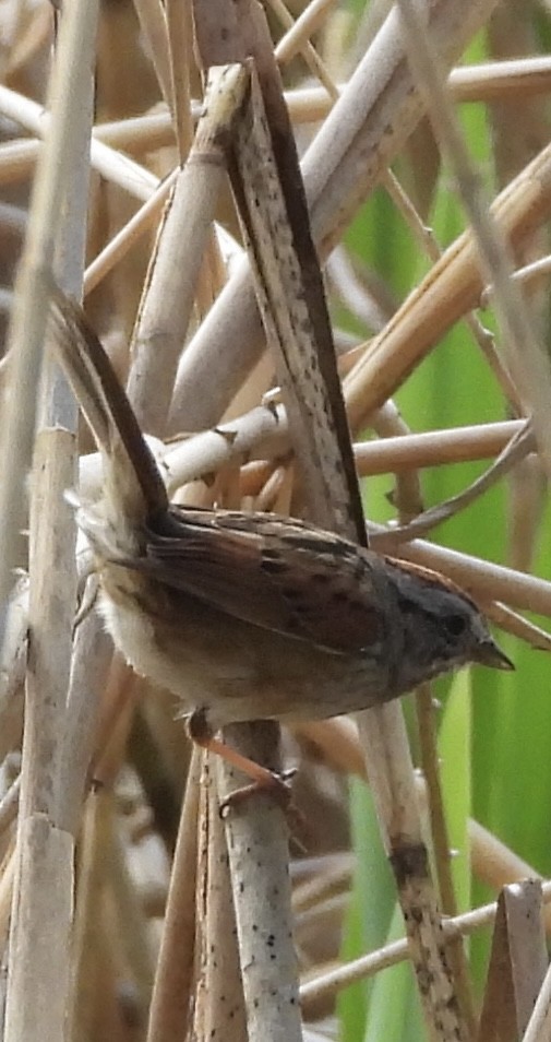Swamp Sparrow - John Lee