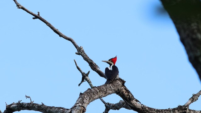 Crimson-crested Woodpecker - ML617576321