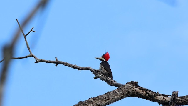 Crimson-crested Woodpecker - ML617576333