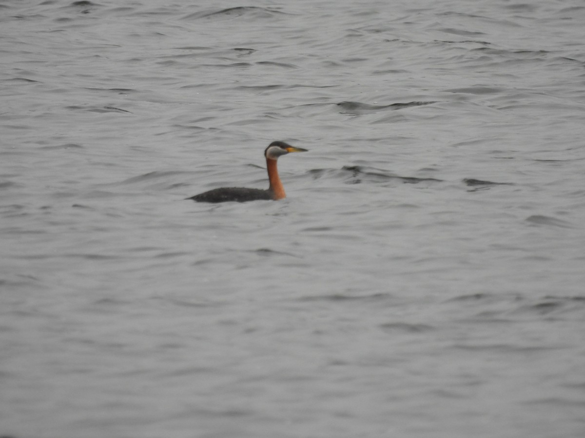 Red-necked Grebe - ML617576342