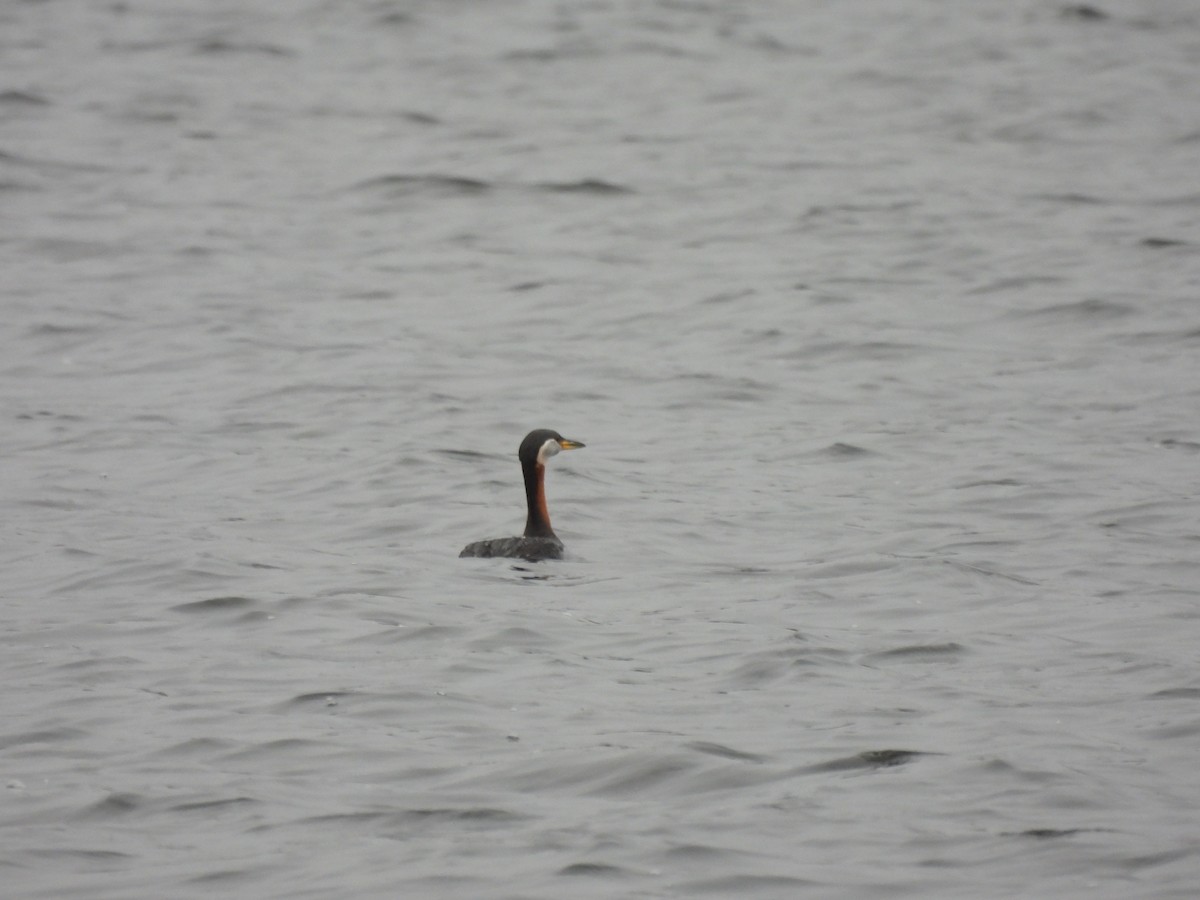 Red-necked Grebe - ML617576343