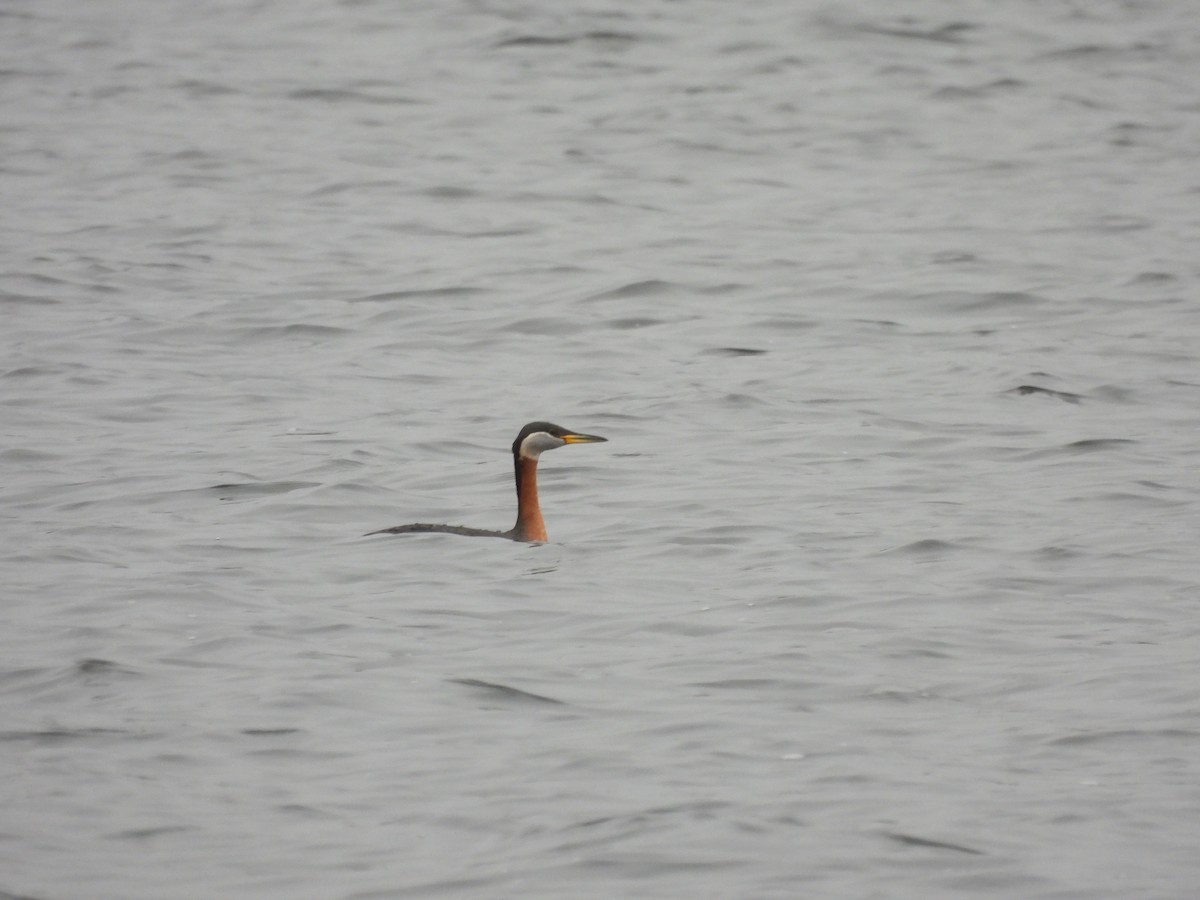 Red-necked Grebe - ML617576345