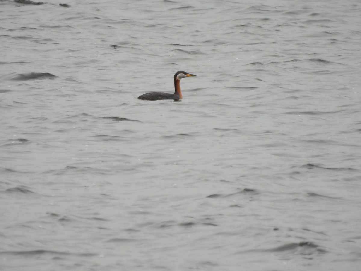 Red-necked Grebe - ML617576346