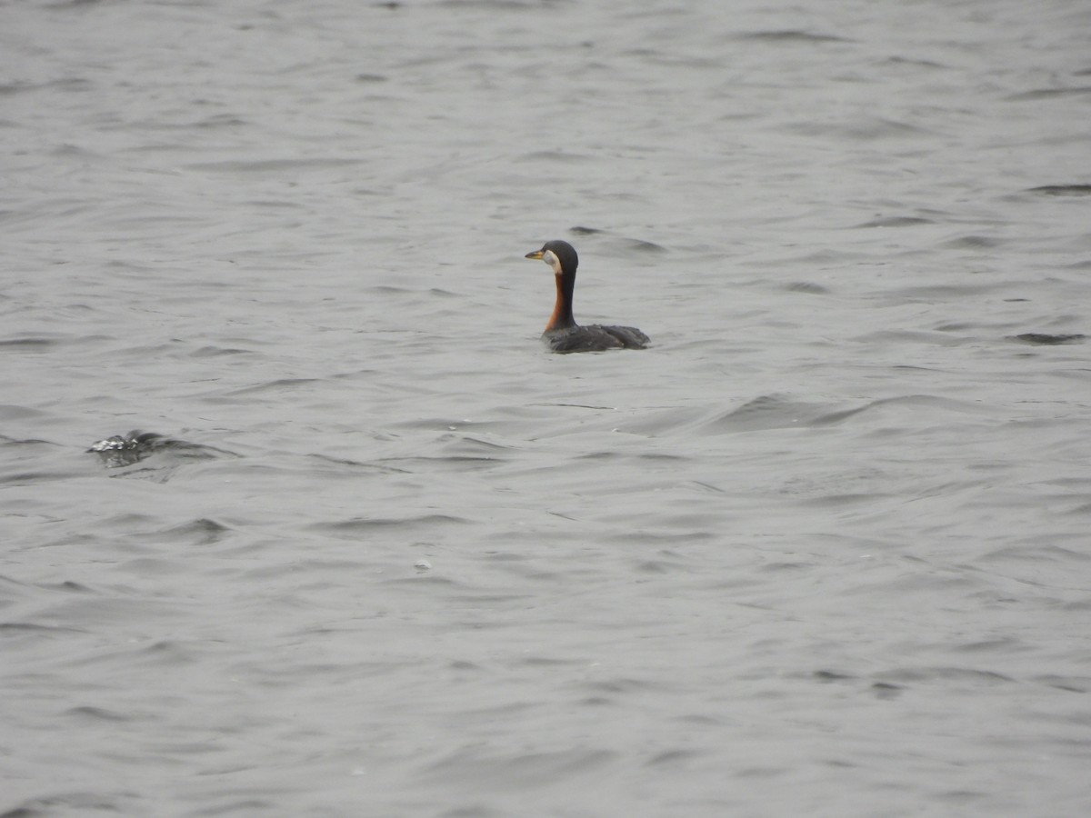 Red-necked Grebe - ML617576347