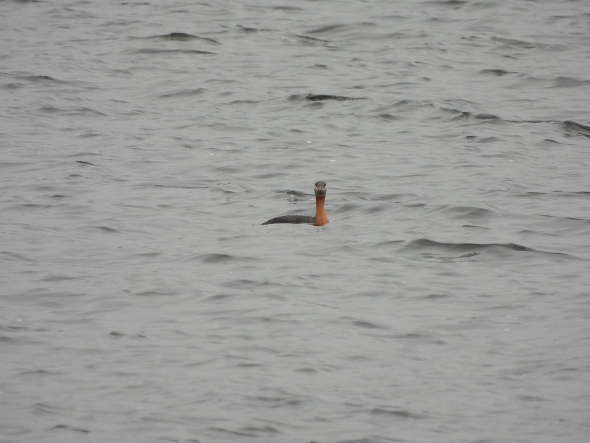 Red-necked Grebe - ML617576348