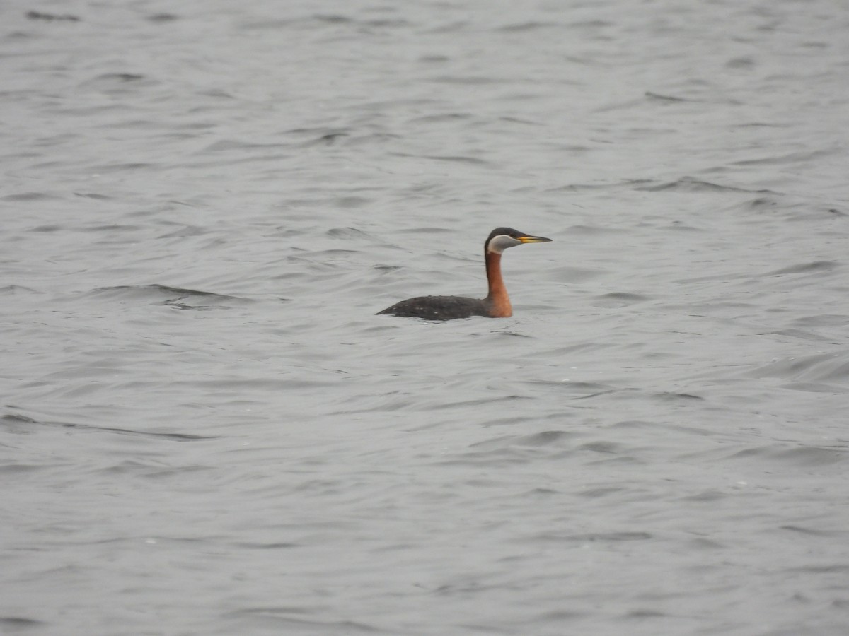 Red-necked Grebe - ML617576349