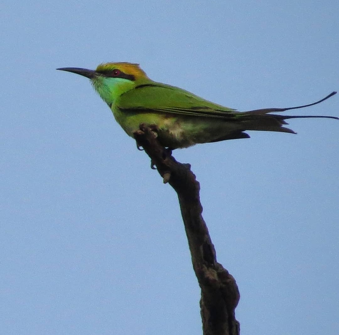 Asian Green Bee-eater - ML617576405