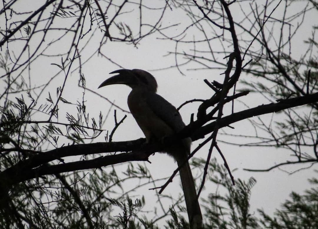 Indian Gray Hornbill - ML617576413