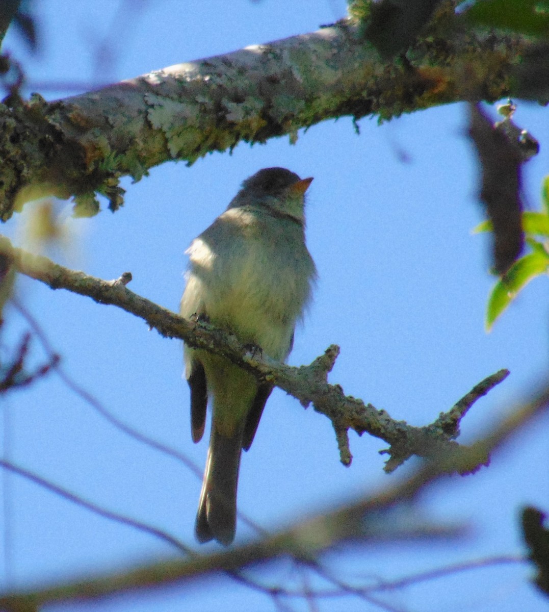 Southern Tropical Pewee - ML617576502