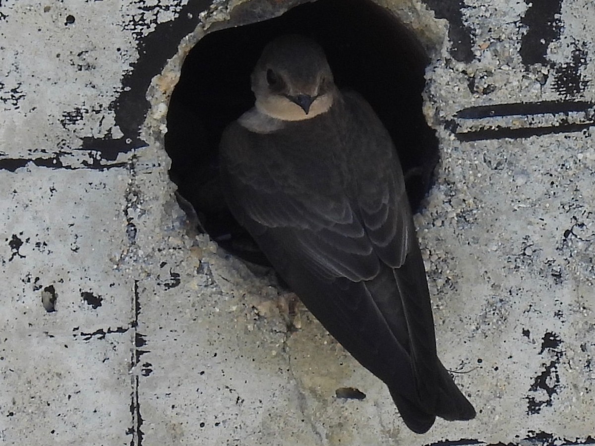 Northern Rough-winged Swallow - ML617576510