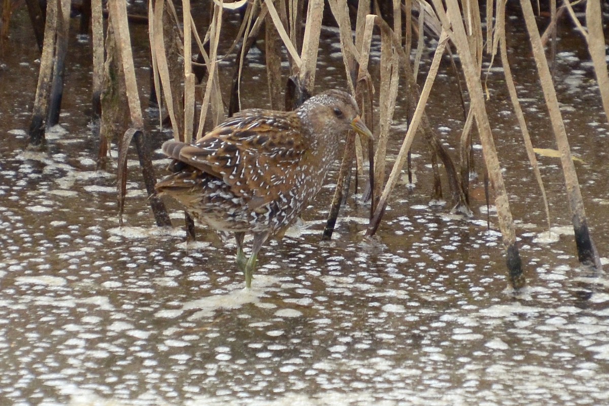 Spotted Crake - ML617576553