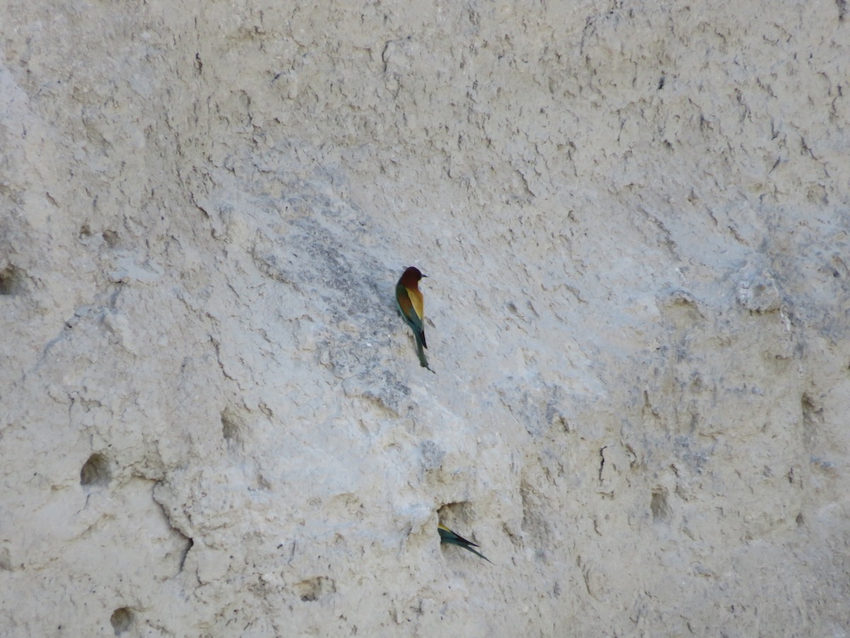 European Bee-eater - ML617576570