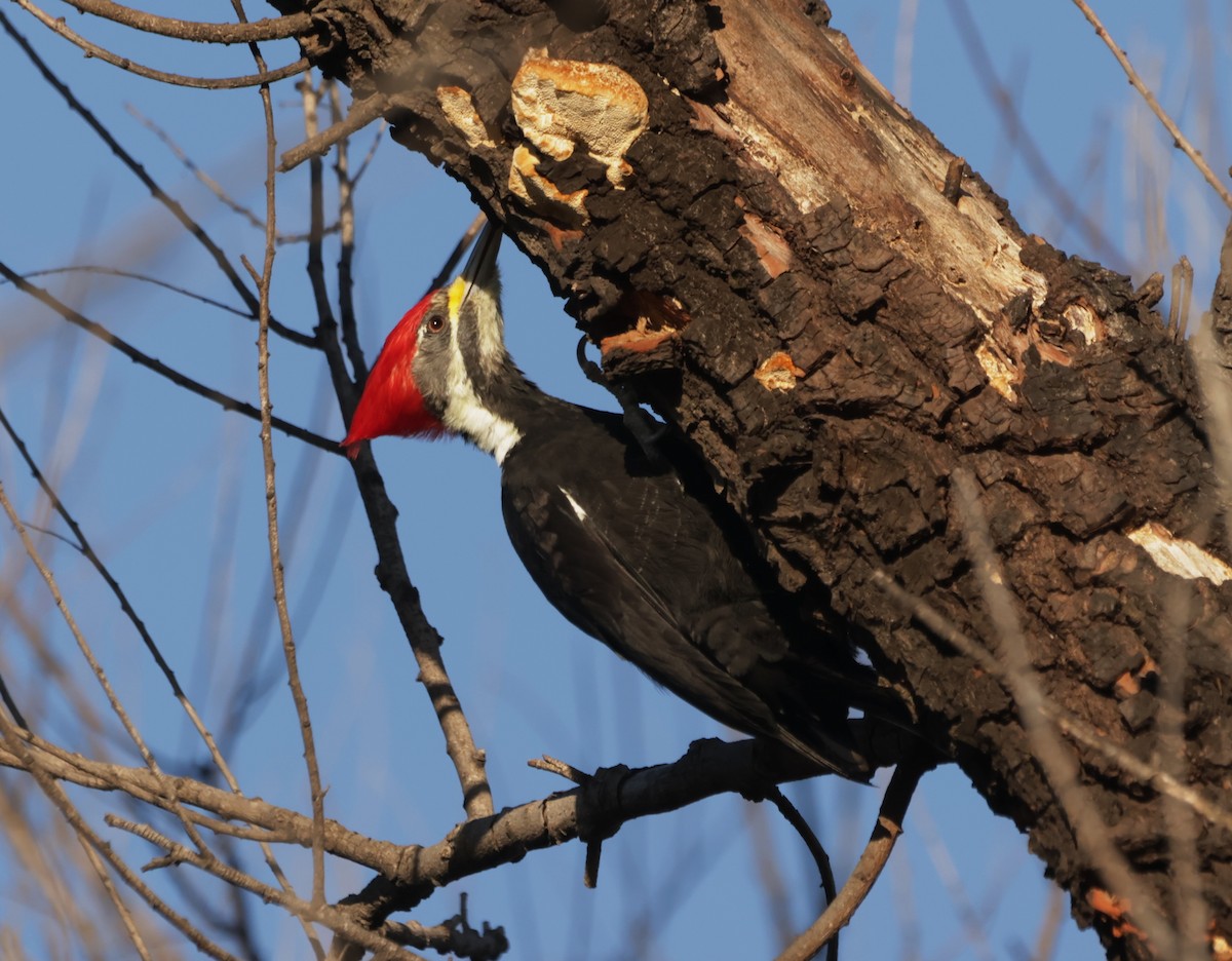 Black-bodied Woodpecker - ML617576577