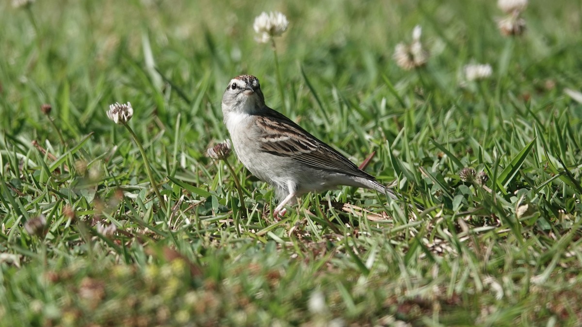 Chipping Sparrow - ML617576630