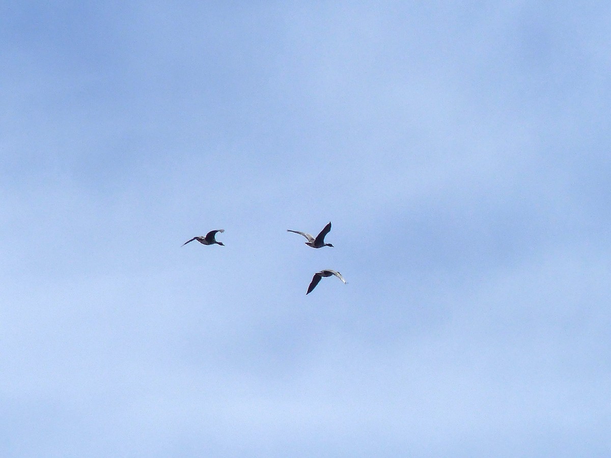 Greater White-fronted Goose - ML617576636