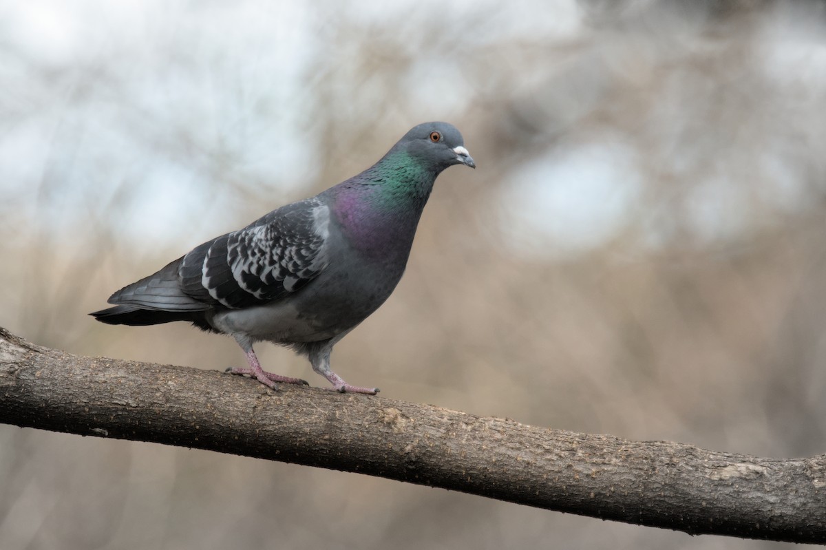 Rock Pigeon (Feral Pigeon) - Ivan Wiljanen