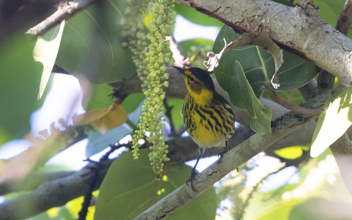 Cape May Warbler - ML617576709
