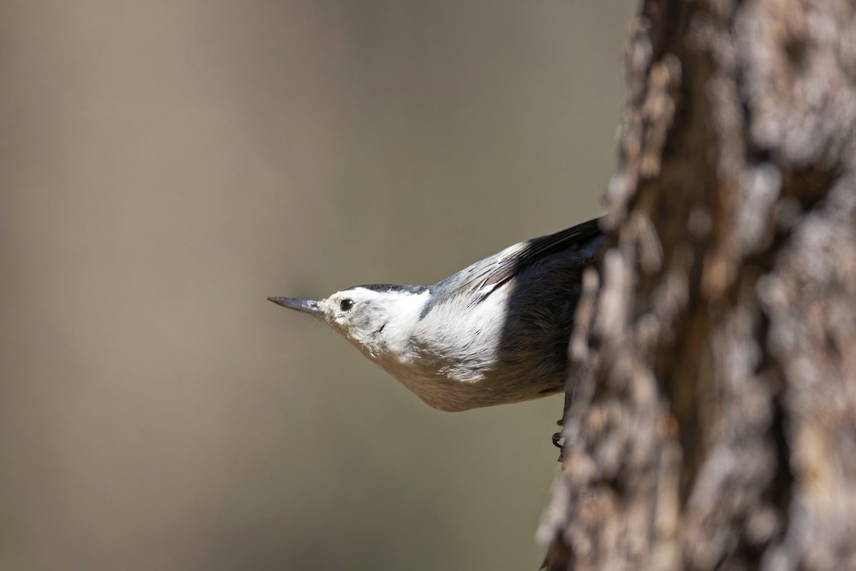 White-breasted Nuthatch - ML617576729