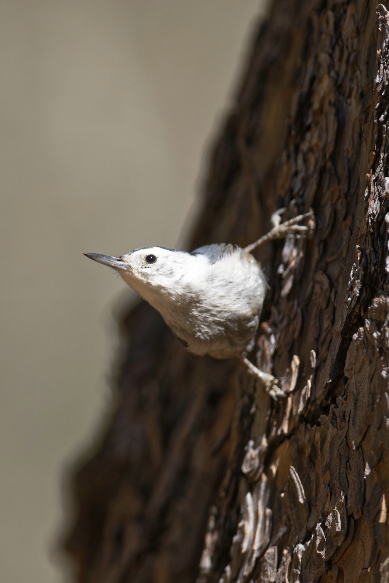 White-breasted Nuthatch - ML617576730