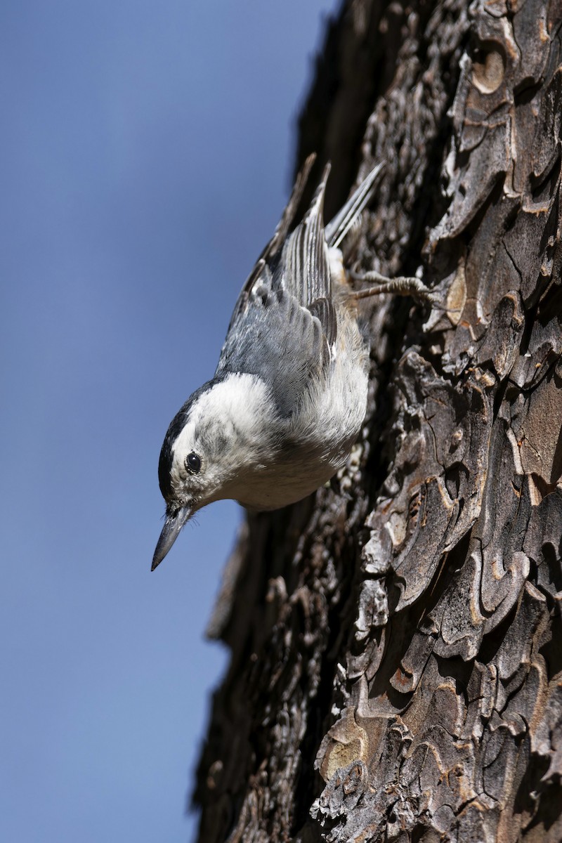 White-breasted Nuthatch - ML617576731