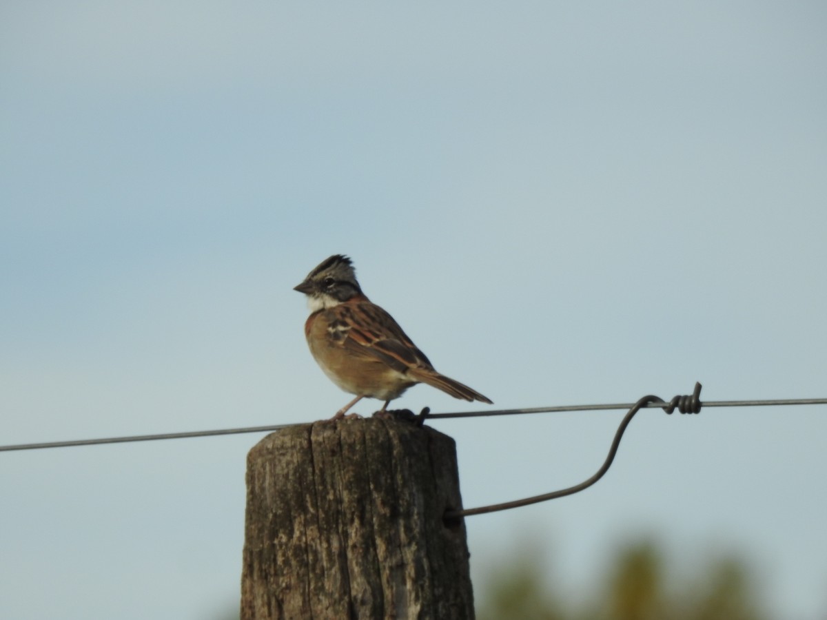 Rufous-collared Sparrow - ML617576846