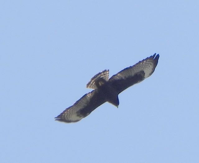 Short-tailed Hawk - ML617576859