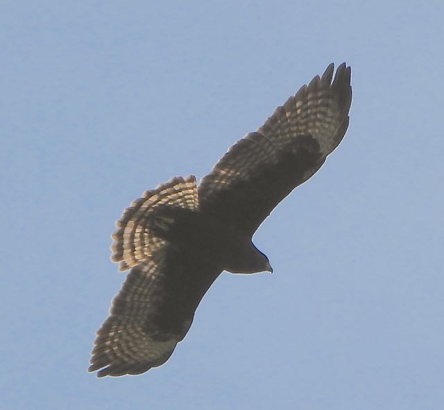 Short-tailed Hawk - ML617576860
