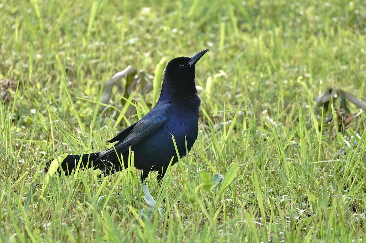 Boat-tailed Grackle - ML617576870