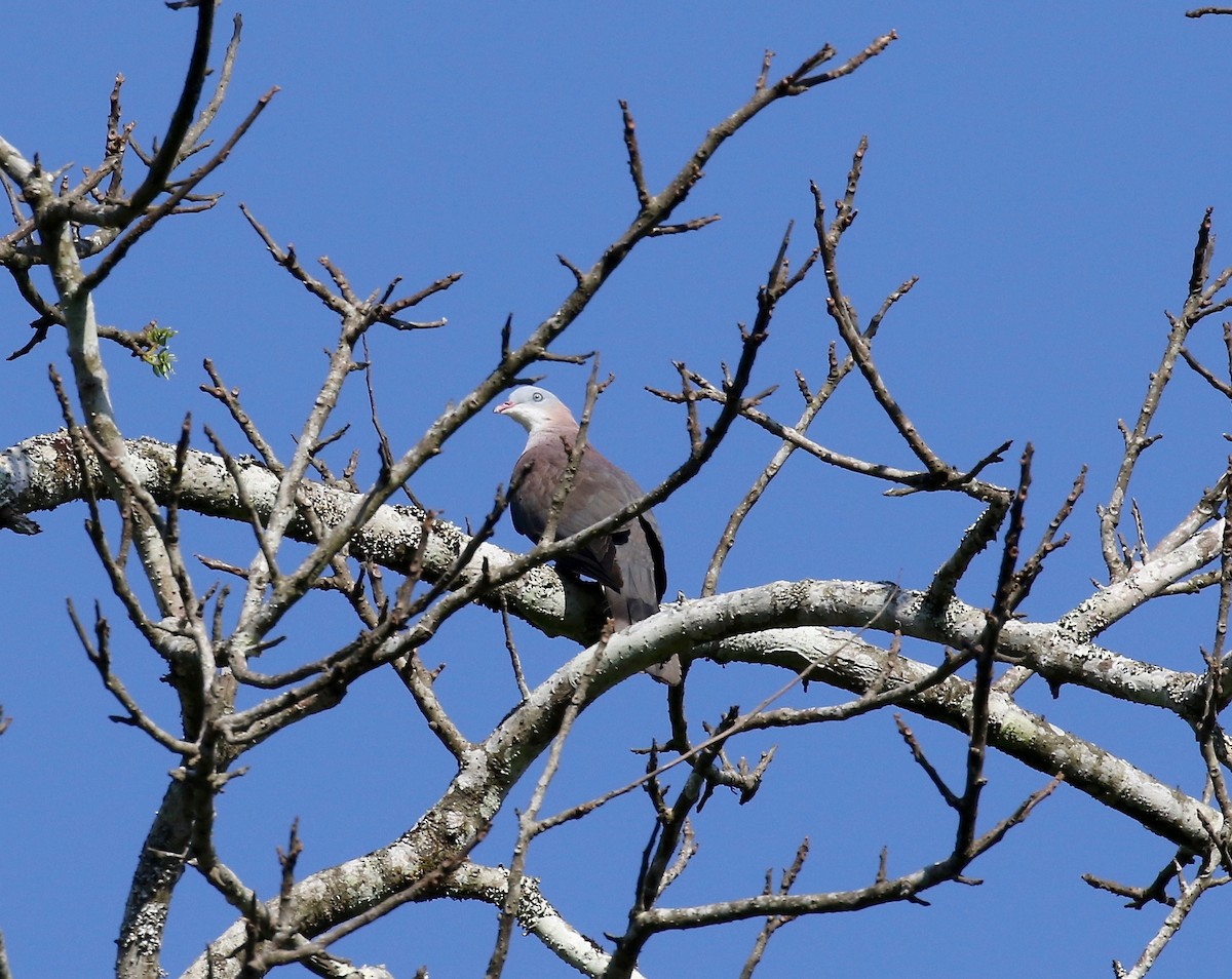 Mountain Imperial-Pigeon - ML617576927