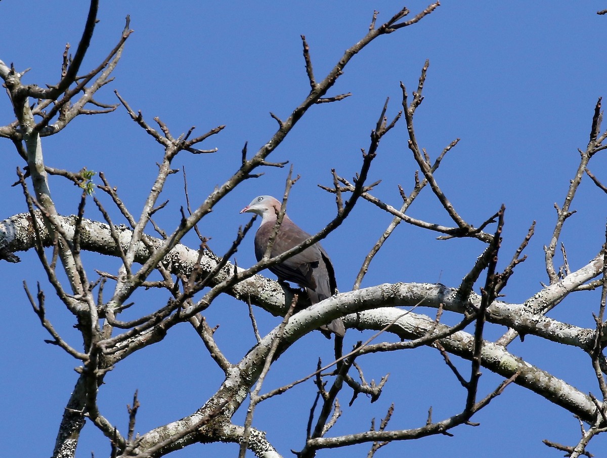 Mountain Imperial-Pigeon - ML617576928