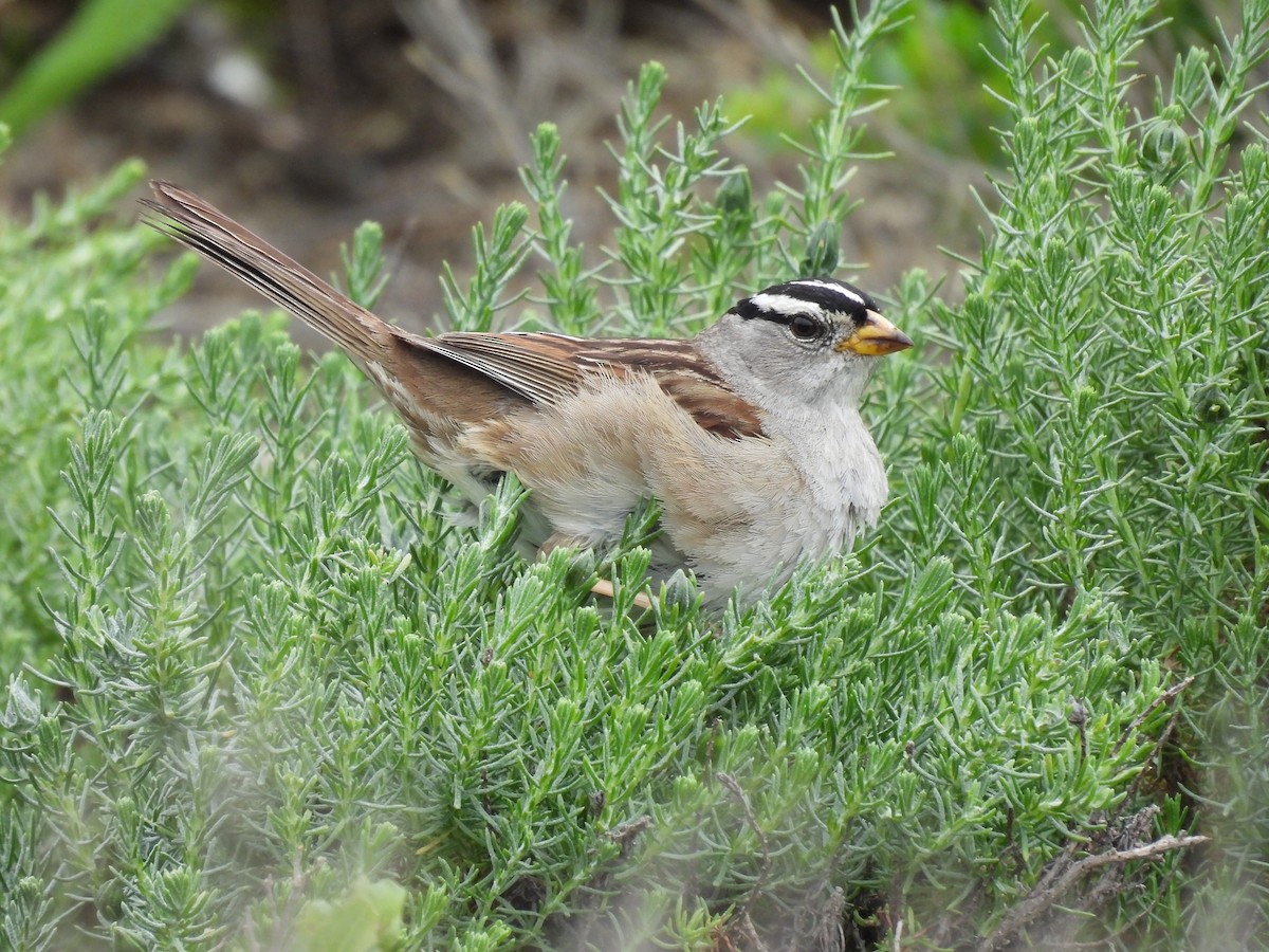 White-crowned Sparrow - ML617576935