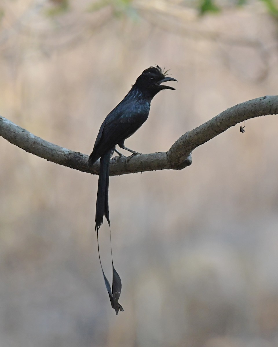 Greater Racket-tailed Drongo - ML617576959