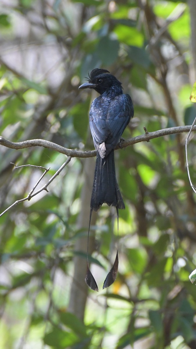 Greater Racket-tailed Drongo - ML617576960