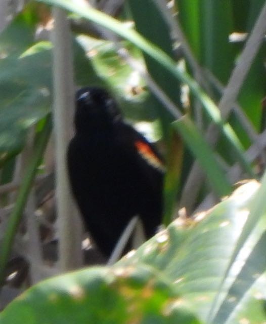 Red-winged Blackbird - ML617577013