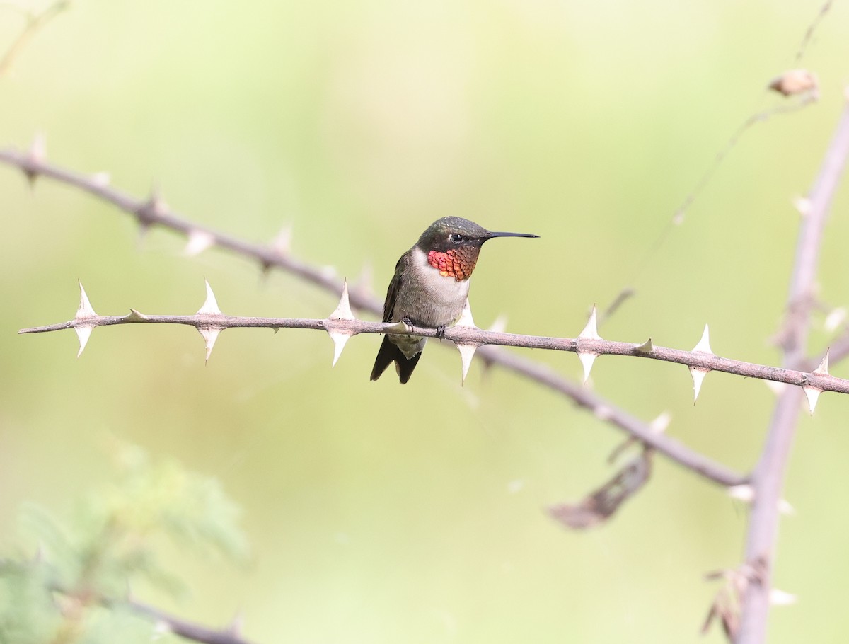 Ruby-throated Hummingbird - Andy Gee