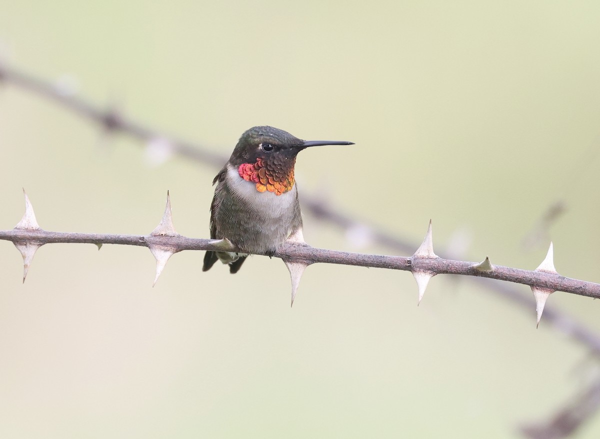 Ruby-throated Hummingbird - ML617577016