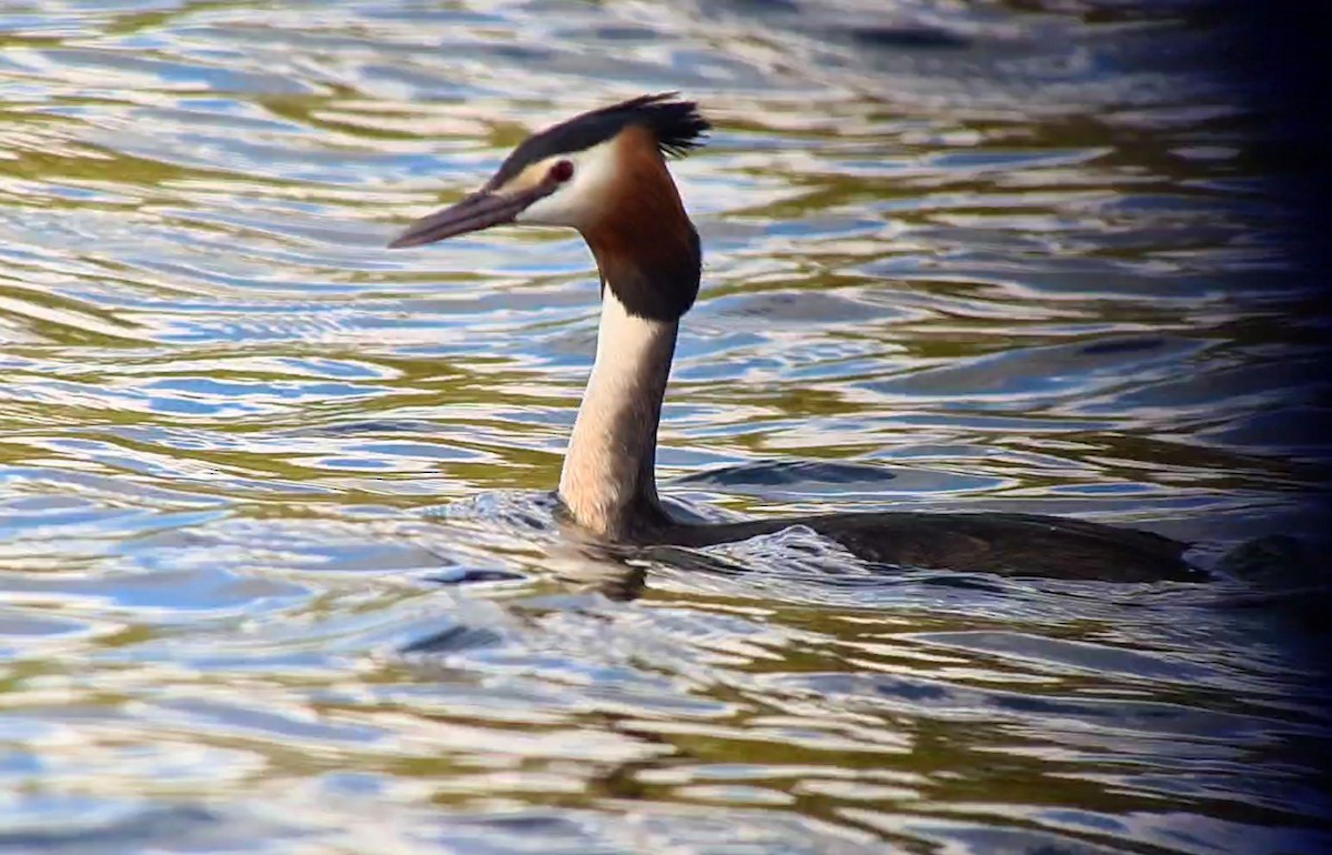 Great Crested Grebe - ML617577049