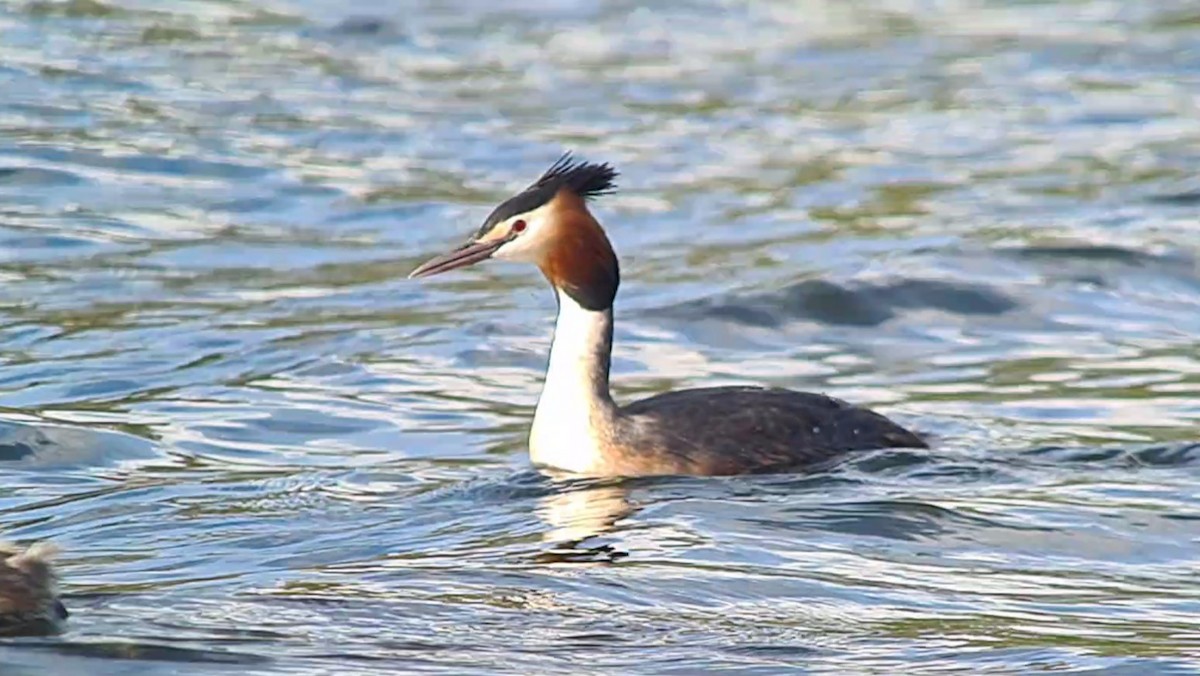 Great Crested Grebe - ML617577050