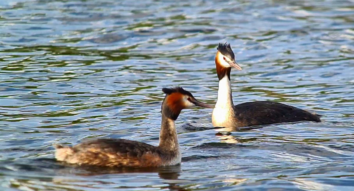 Great Crested Grebe - ML617577051
