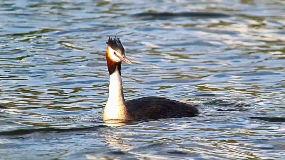 Great Crested Grebe - ML617577052
