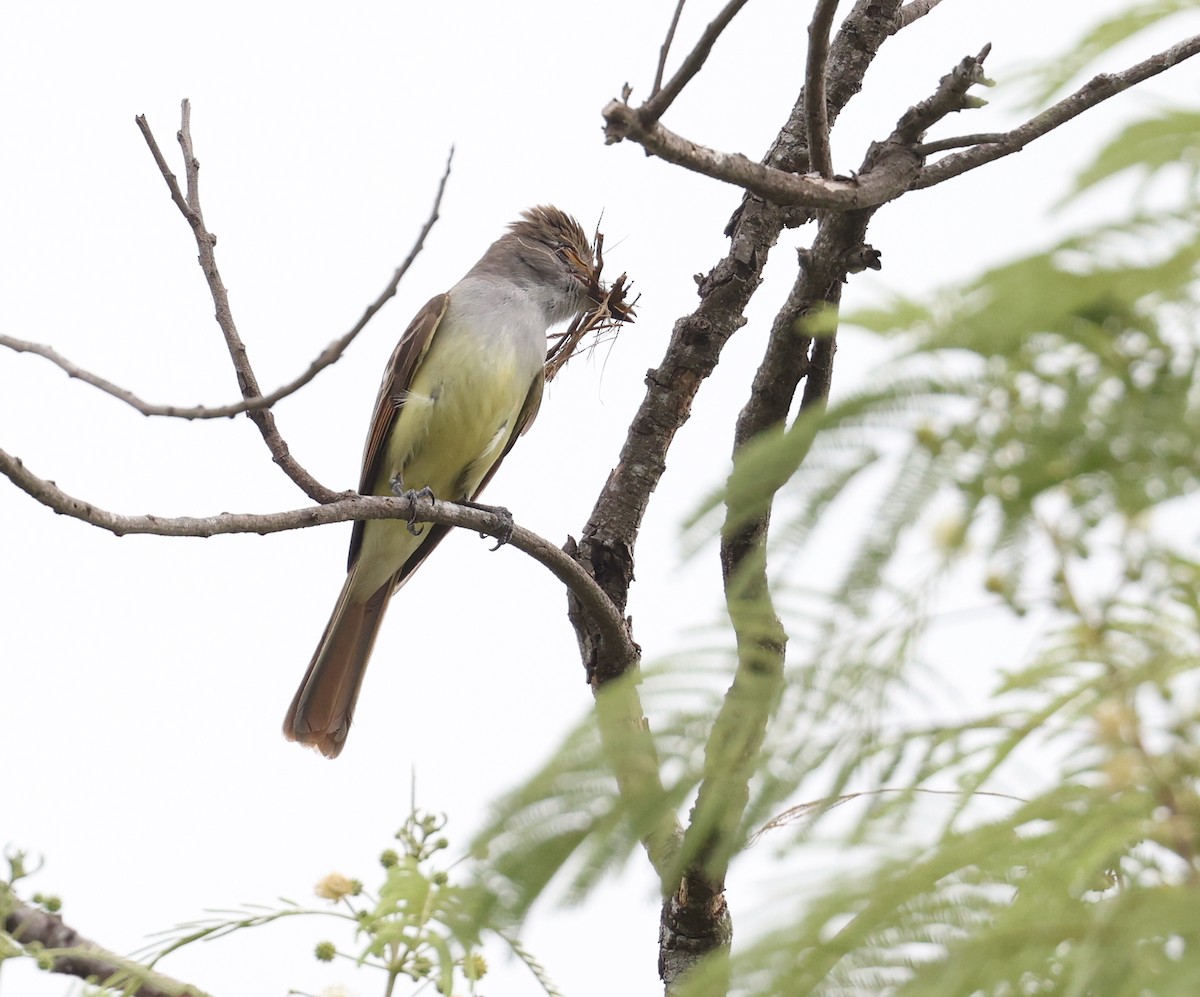 Great Crested Flycatcher - ML617577054