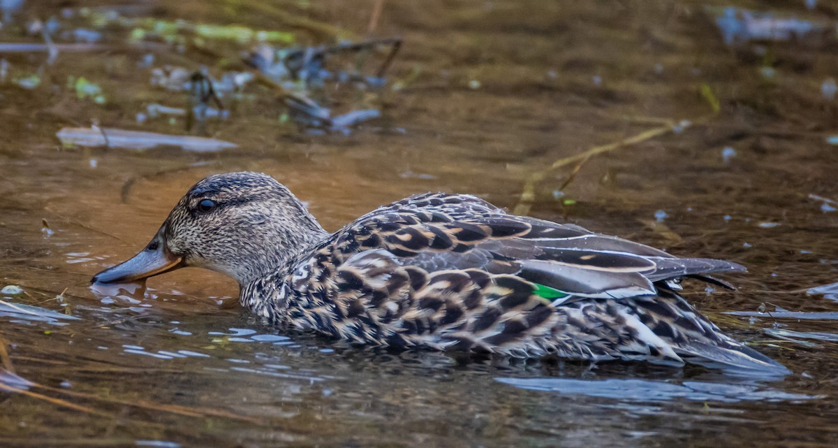 Green-winged Teal - ML617577077