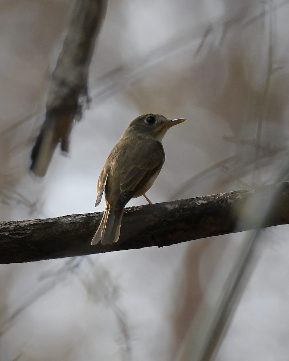 Brown-breasted Flycatcher - ML617577158